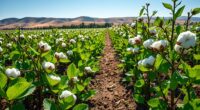 regenerative cotton environmental impact