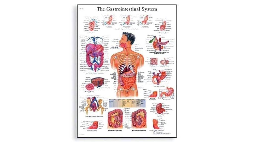 gastrointestinal anatomy educational poster